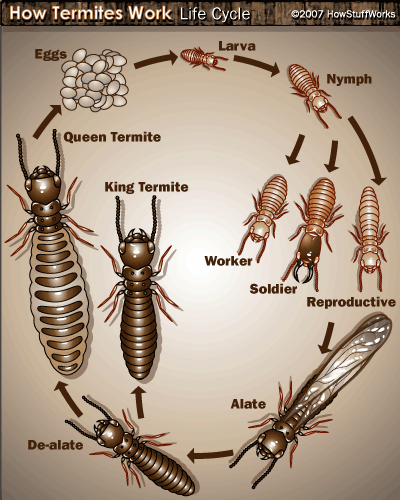 termite1